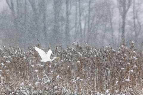 Great egret