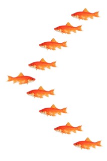Shoal of goldfish on white background