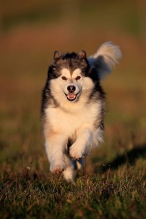 Alaskan Malamute