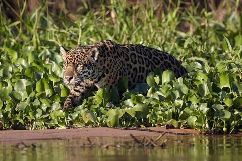Jaguar