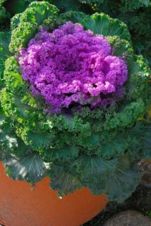 Kale
