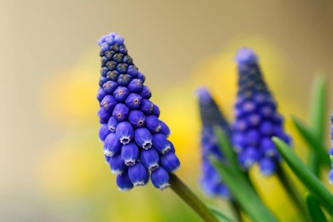 Grape hyacinth