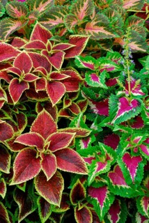 Coleus nettle