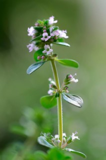 Lemon thyme