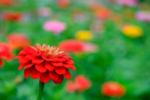 Common zinnia