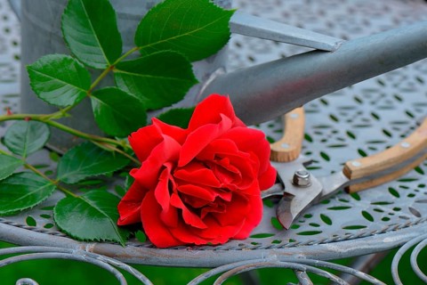 Rose blossom with watering can and garden shears