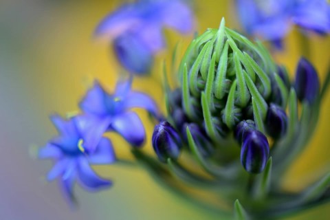 Peruvian squill