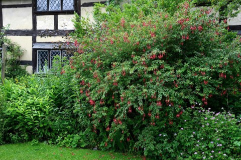 Fuchsia
