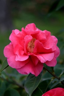 Japanese camellia