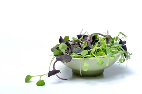 Seedlings of peas