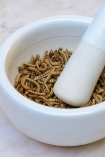 Mealworms in grating bowl