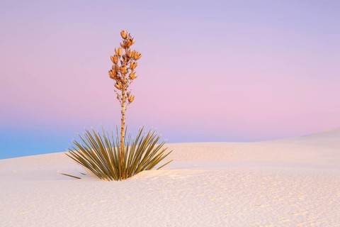 Yucca