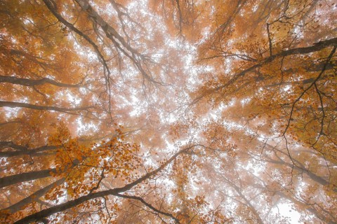 Beech forest in autumn