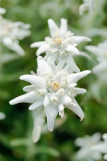 Alpine Edelweiss