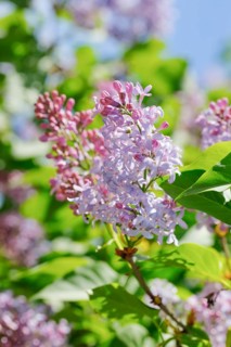 Common Common Lilac