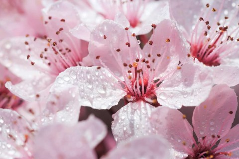 Ornamental cherry blossom in spring