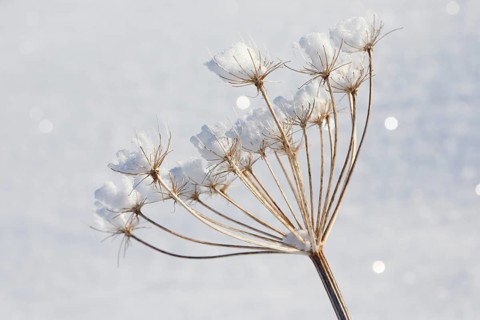 Ice detail on chervil