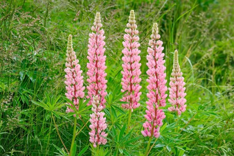 Multileaved lupin