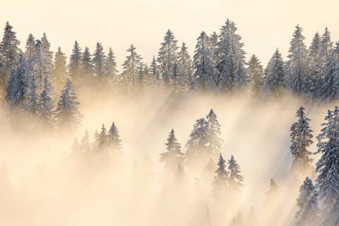 Snowy fir forest