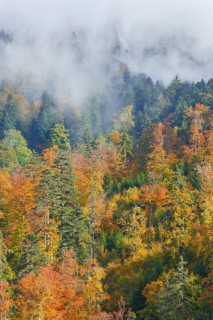 Mixed forest in autumn