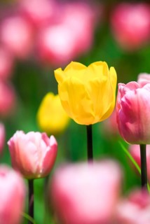Tulip