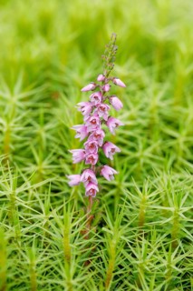 Heather flower and maidenhair moss