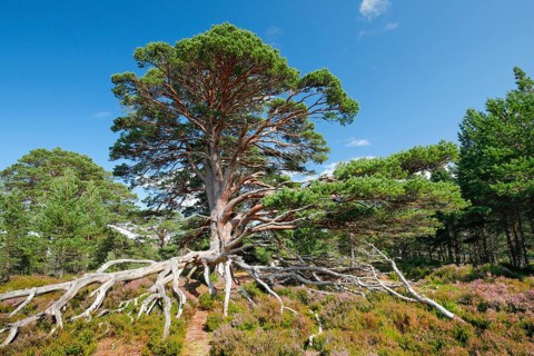 Scots pine
