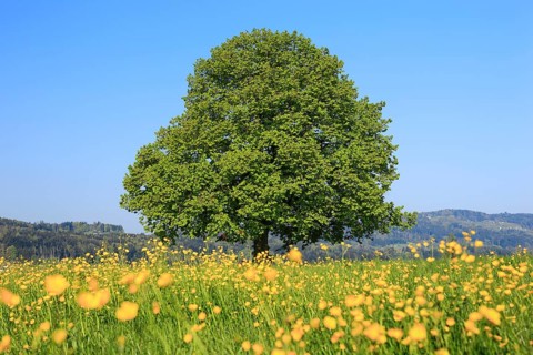 Lime tree