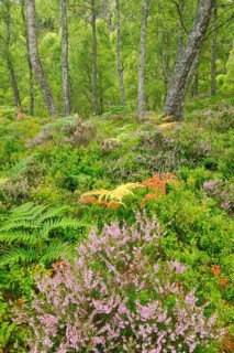 Birch forest