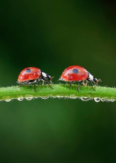 Two-spot ladybird on blade of grass