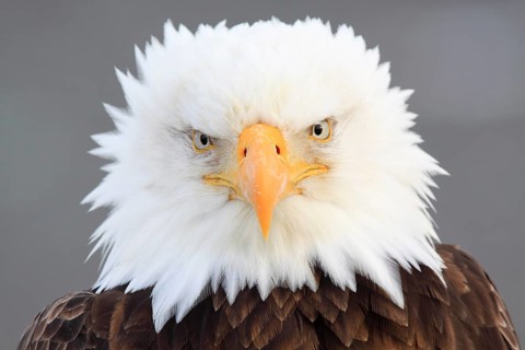 Bald eagle