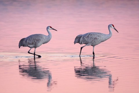 Sandhill crane