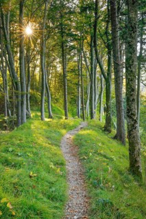 Waldweg