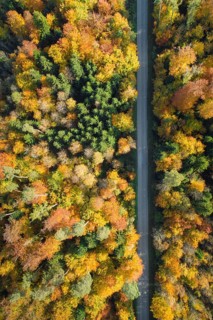 Forest lined road in autumn