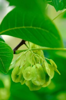 Hop Tree