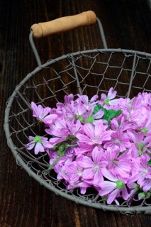 Common mallow