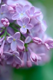 Common Lilac
