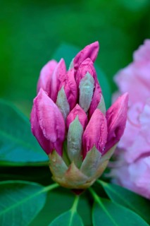 Pink Pearl' rising rhododendron flower
