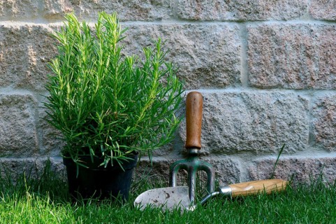 Rosemary