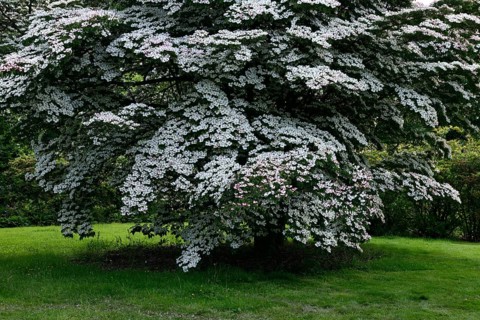 Chinese dogwood tree
