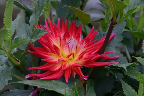 Dahlia