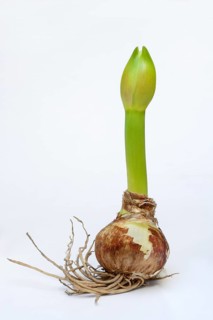 Amaryllis hippeastrum