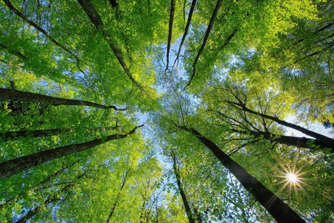 Beech