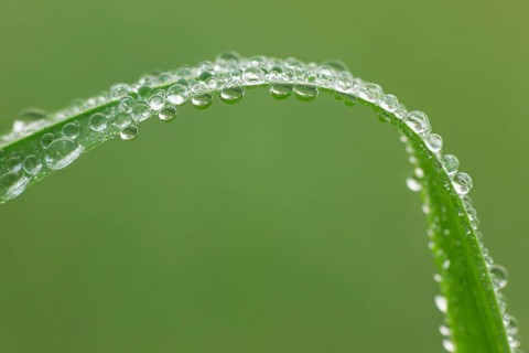 Blade of grass with dew drops