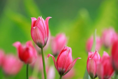 Wild tulips