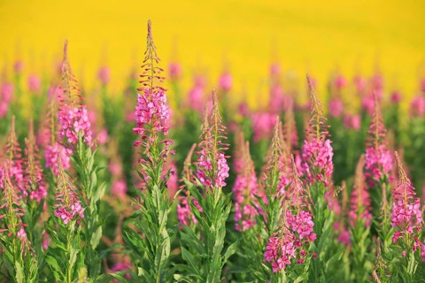 Narrow-leaved willowherb and rape field