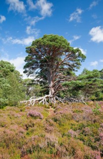 Scots pine