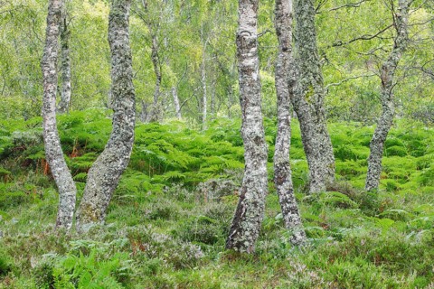Birch forest