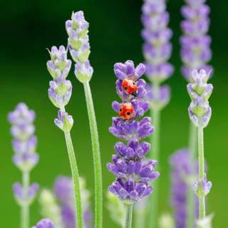 Two-spotted ladybird on lavender flower