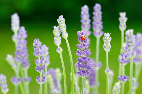 Two-spotted ladybird on lavender flower